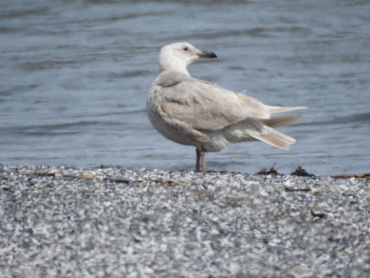 Glaucous-winged Gull - Leah Alcyon