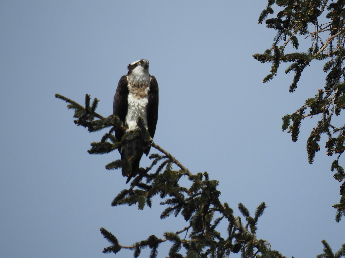 Águila Pescadora - ML553985331