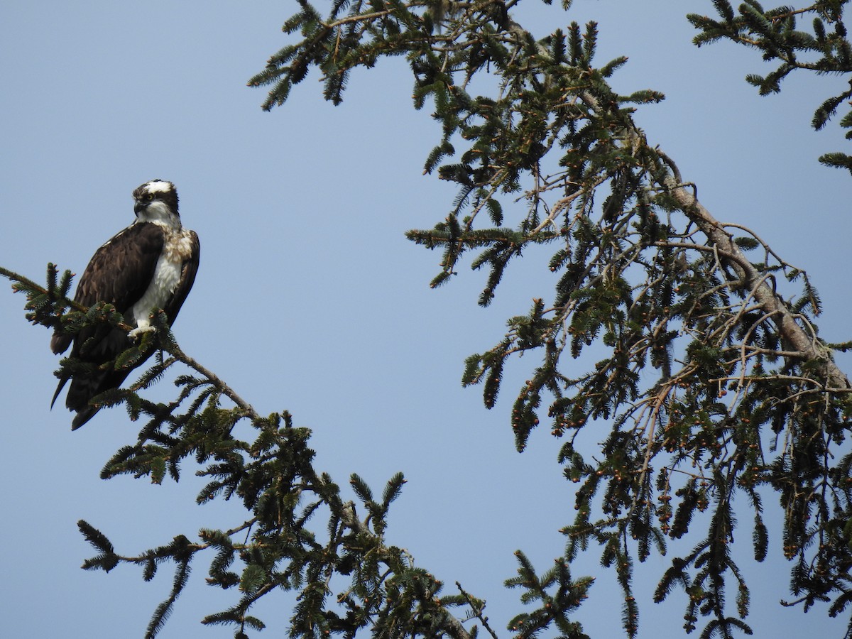 Osprey - Leah Alcyon