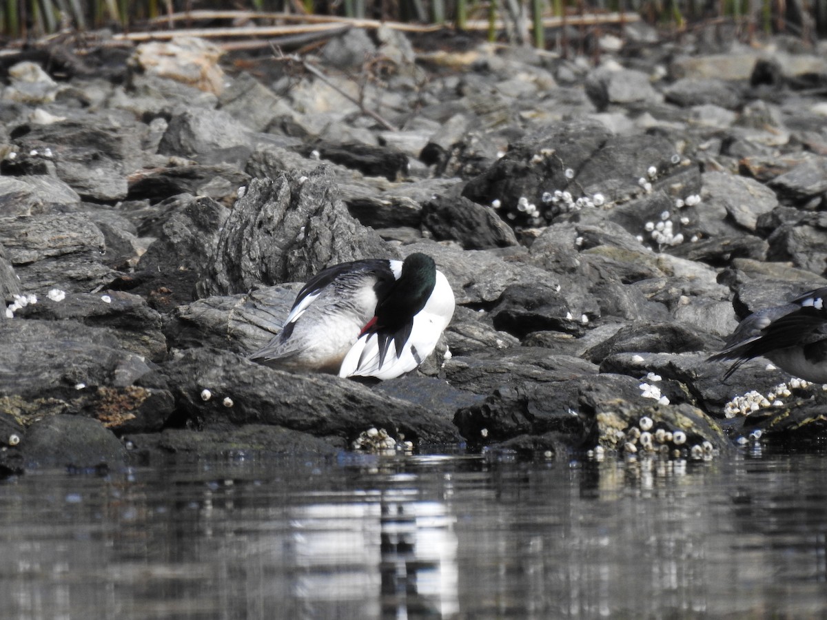 Common Merganser - Leah Alcyon