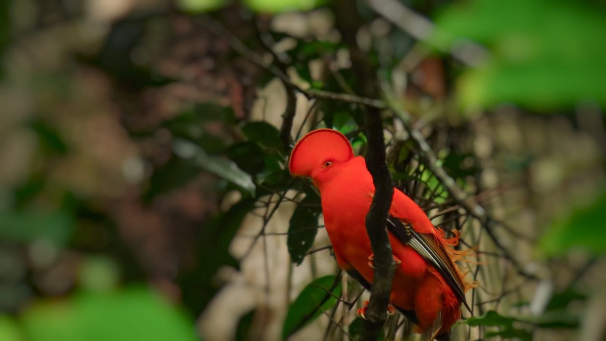 Guianan Cock-of-the-rock - ML553985511