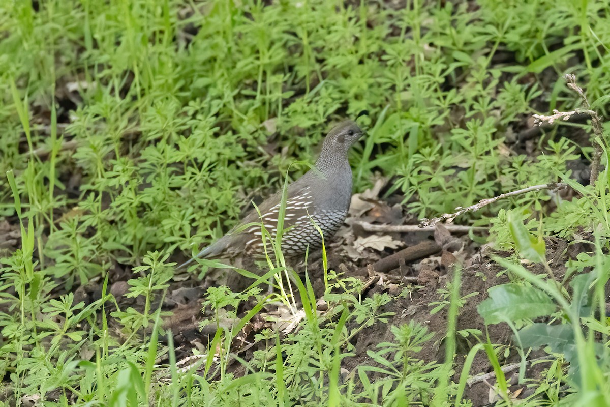 California Quail - ML553985801