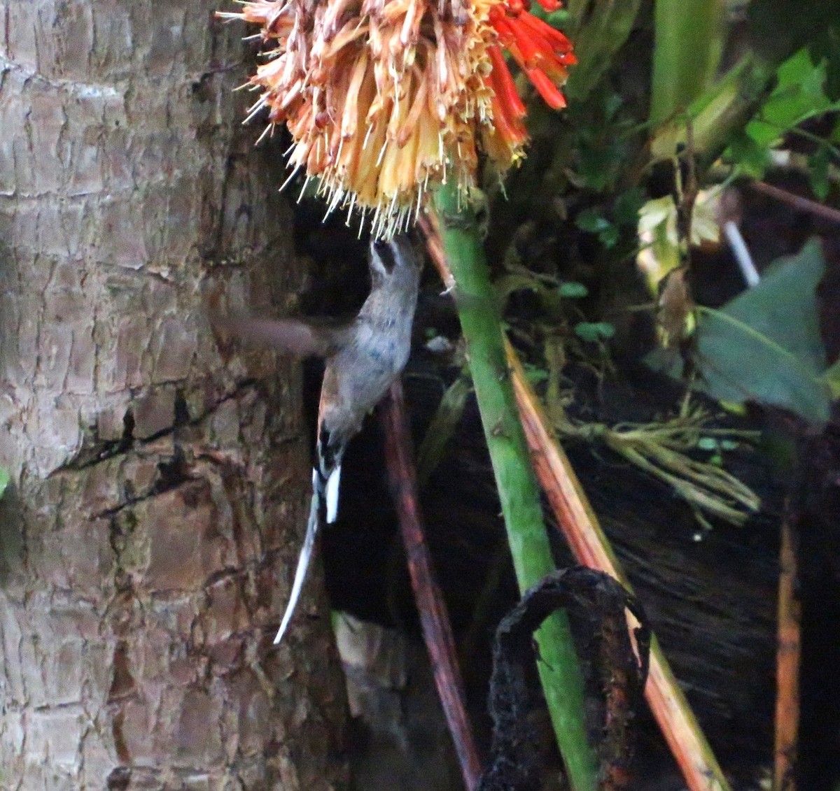 Серобрюхий колибри-отшельник - ML553986051