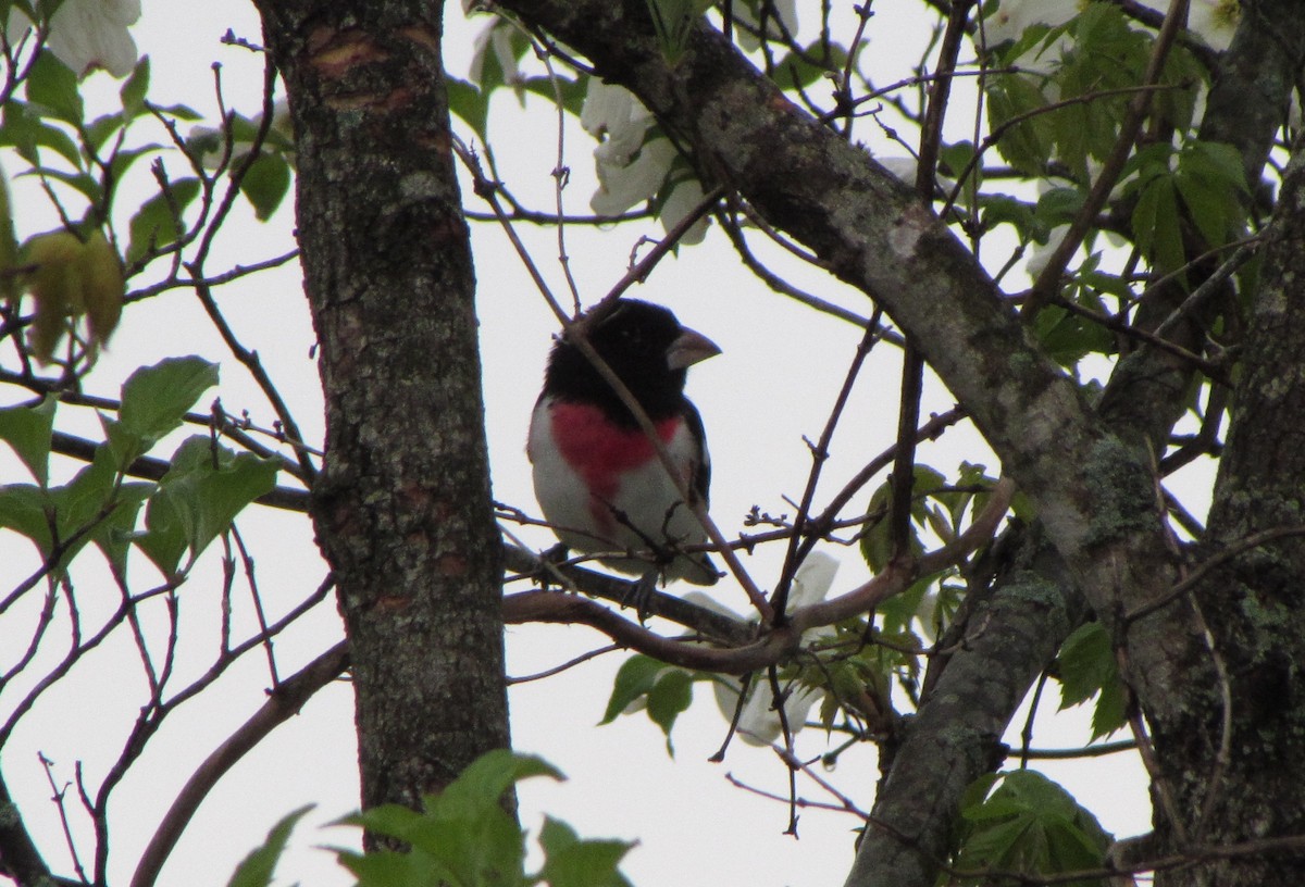 Rose-breasted Grosbeak - ML55398691