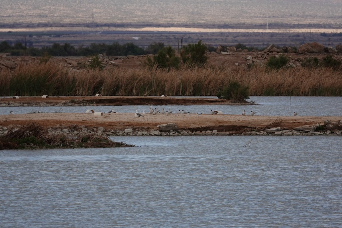 Caspian Tern - ML553987071