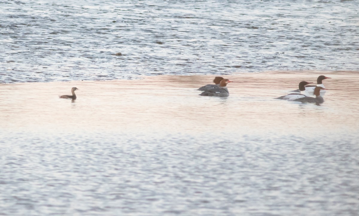 Pied-billed Grebe - ML553987541