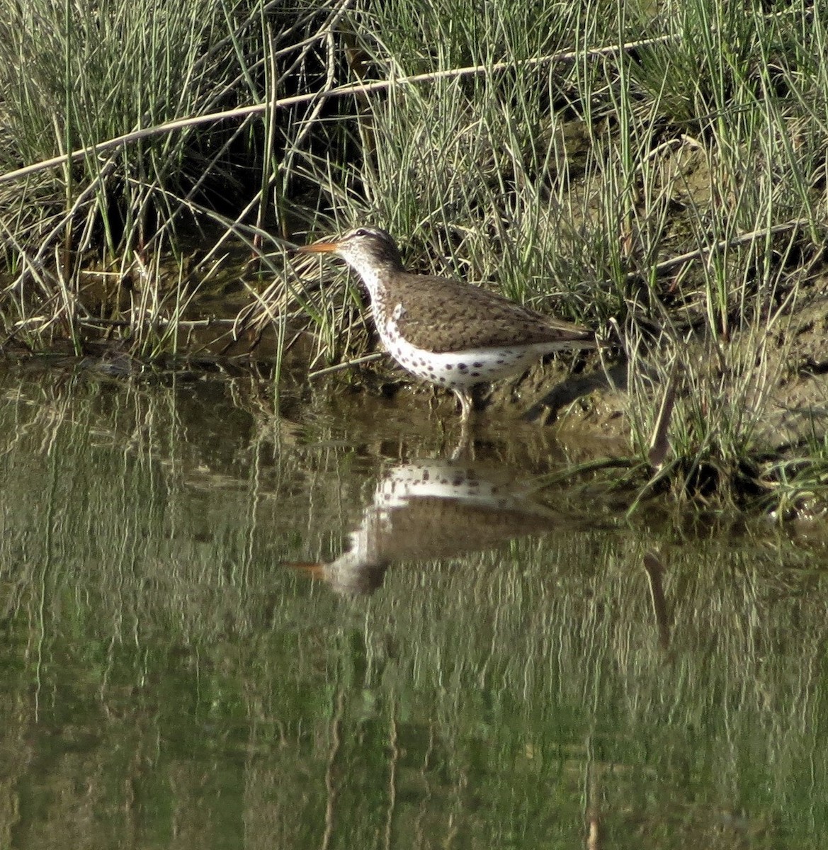 Spotted Sandpiper - ML55398781