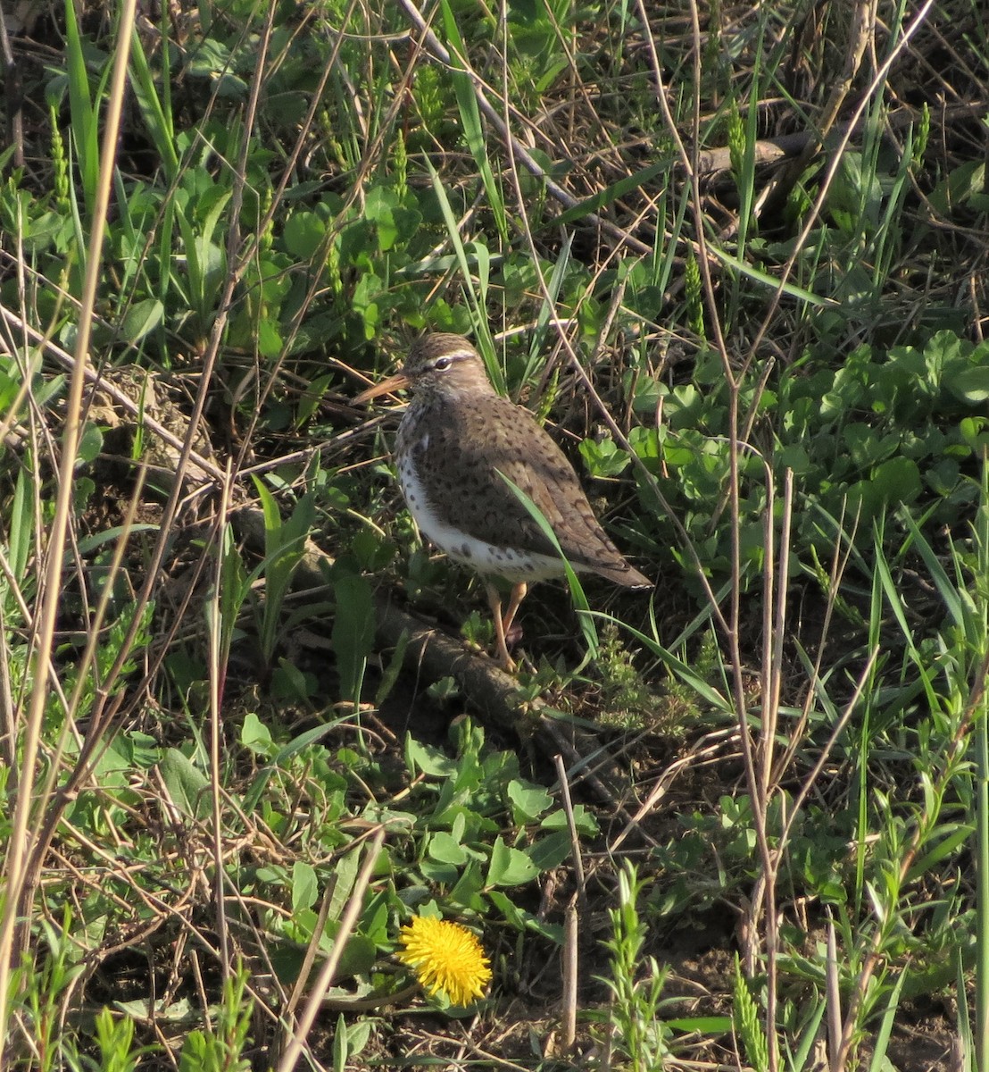 Spotted Sandpiper - ML55398801