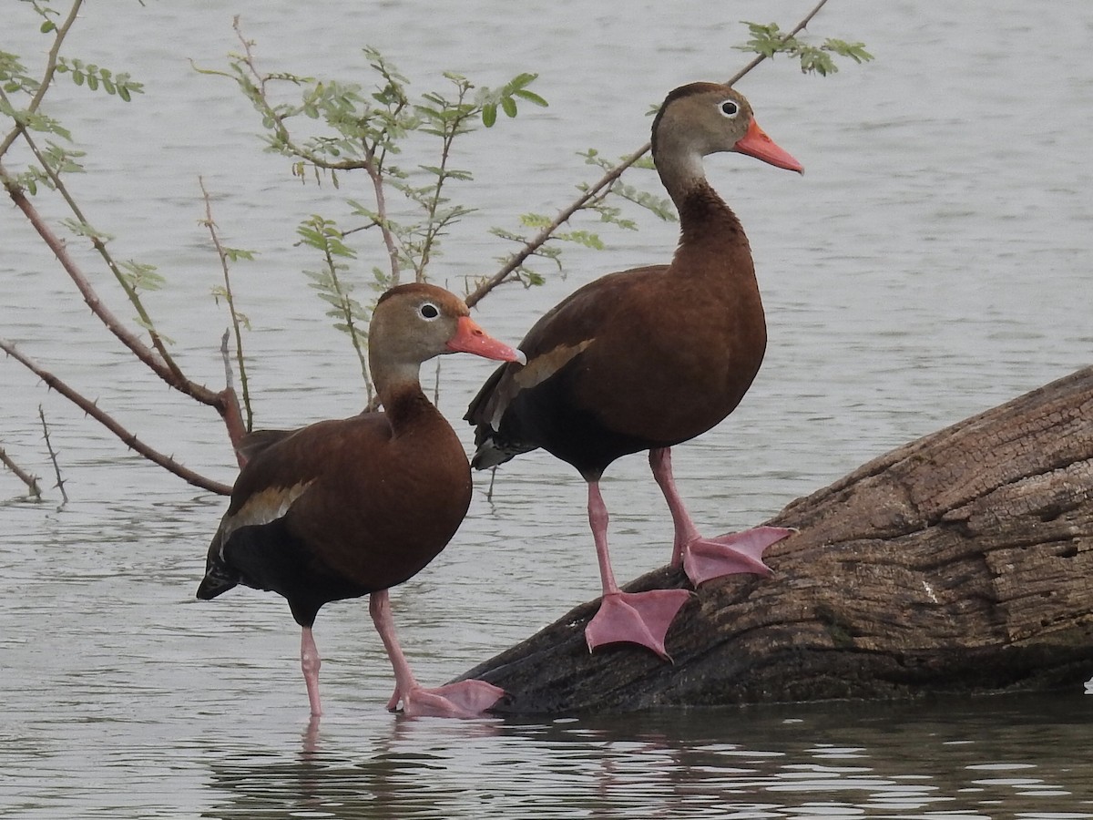 Black-bellied Whistling-Duck - Kelly Ducham