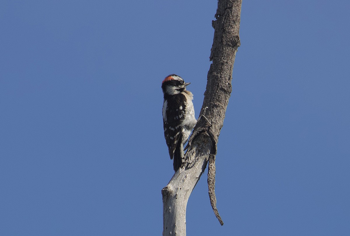 Downy Woodpecker - ML553990431