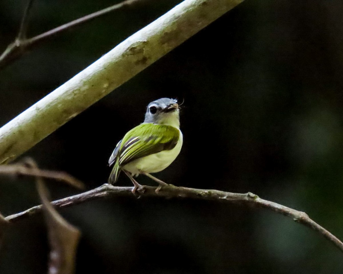 Short-tailed Pygmy-Tyrant - ML553991591