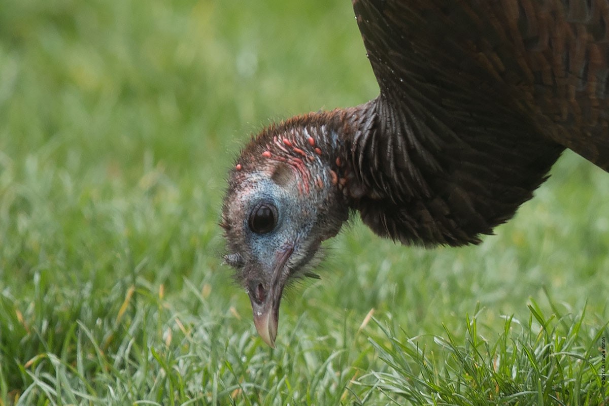 Wild Turkey - D. Bruce Yolton