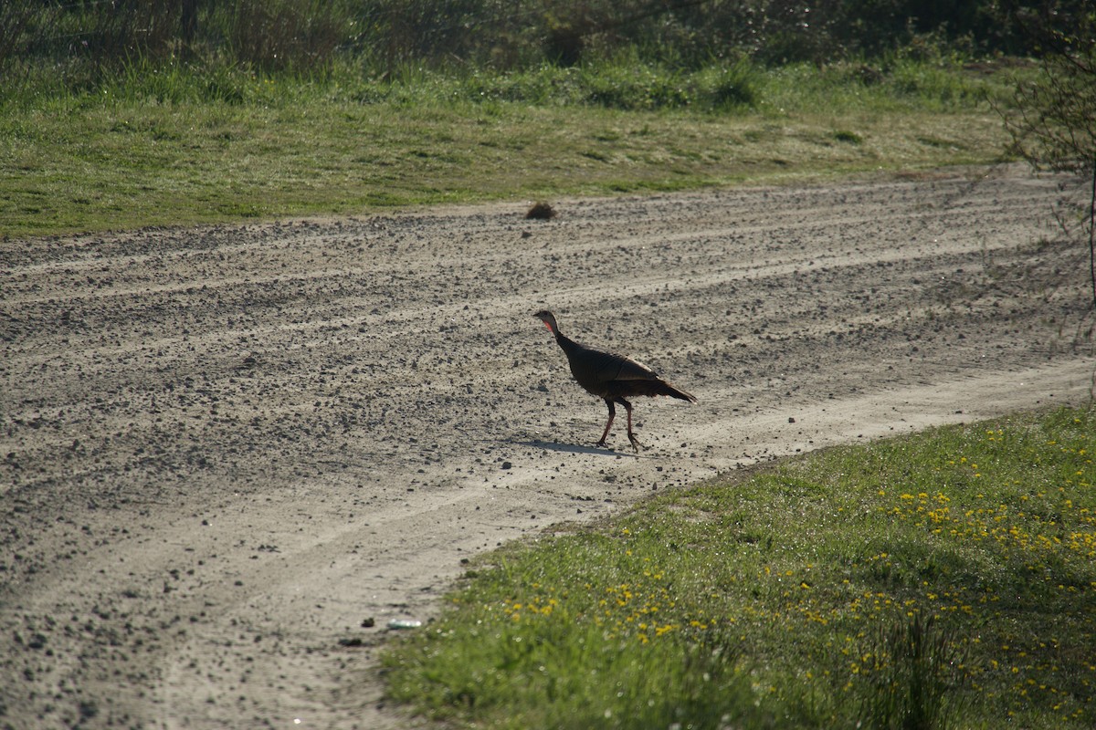 Wild Turkey - ML553991871