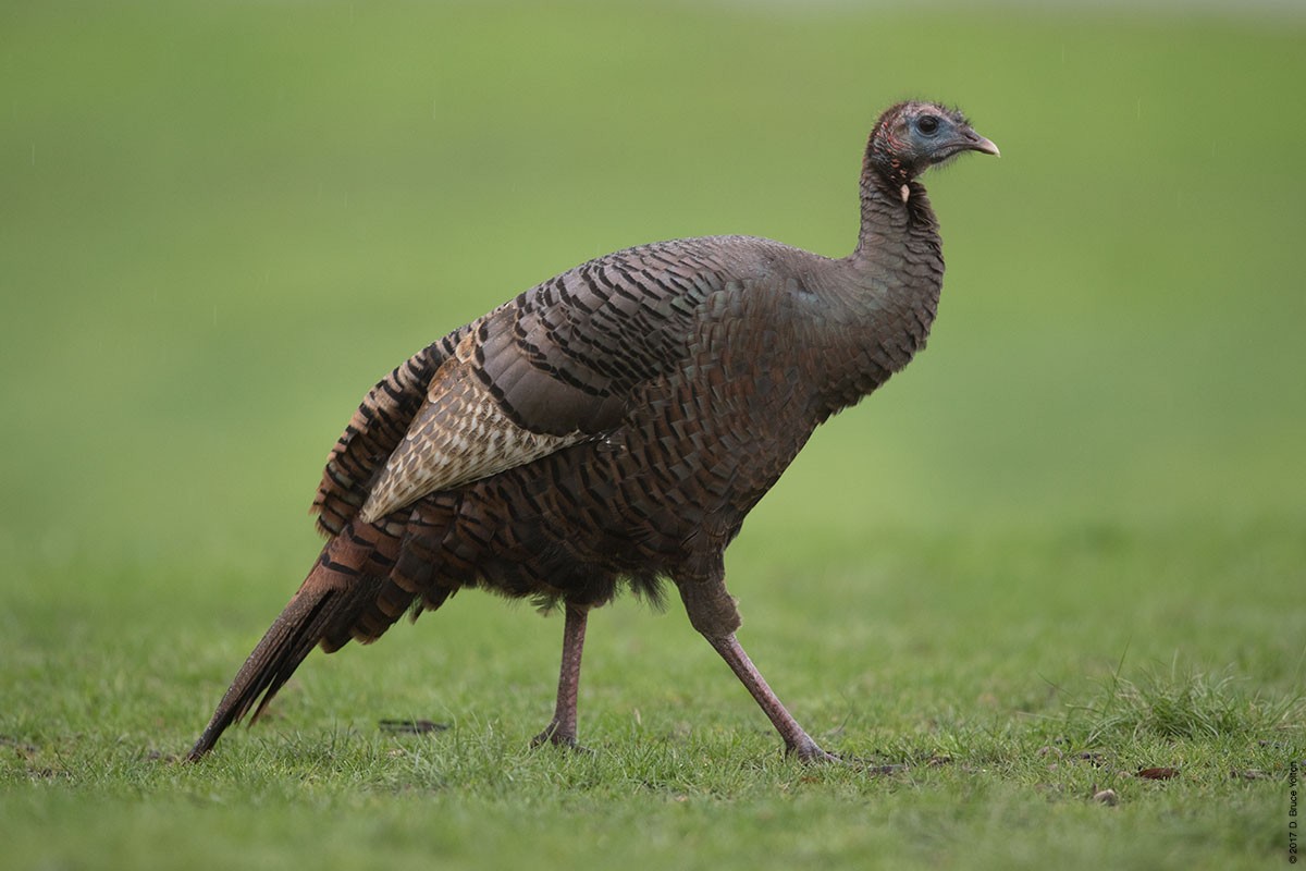 Wild Turkey - ML55399281