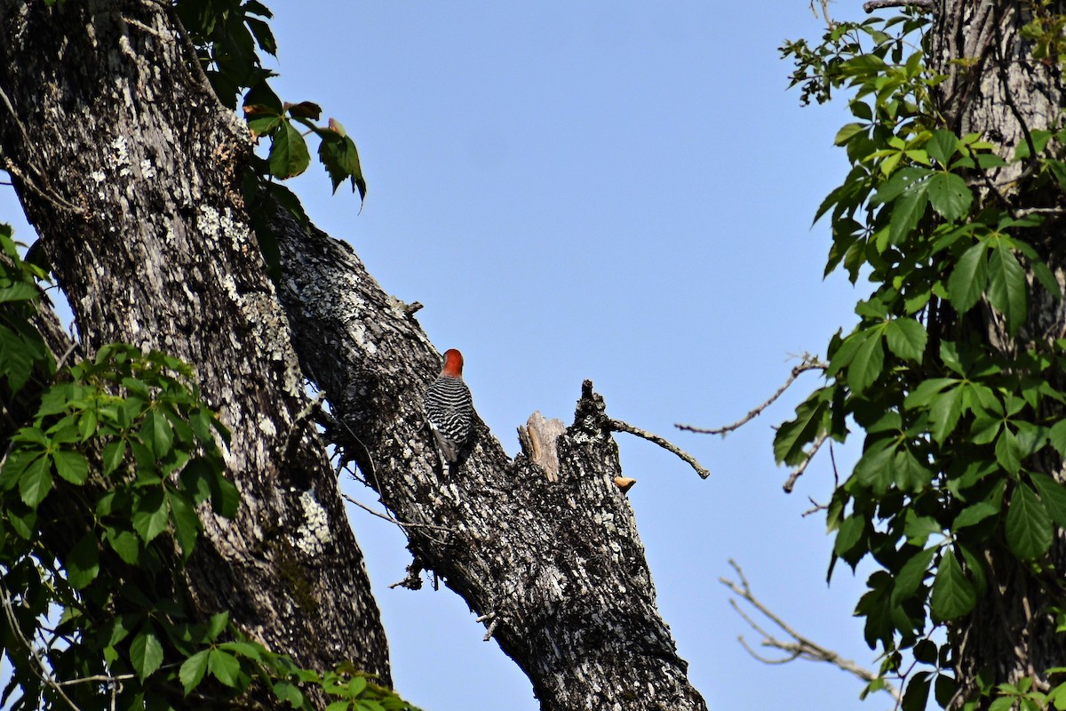 Red-bellied Woodpecker - ML553993291