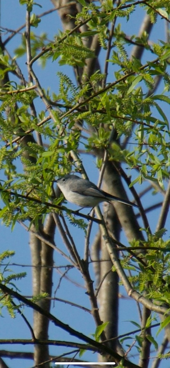 Blue-gray Gnatcatcher - ML553993321