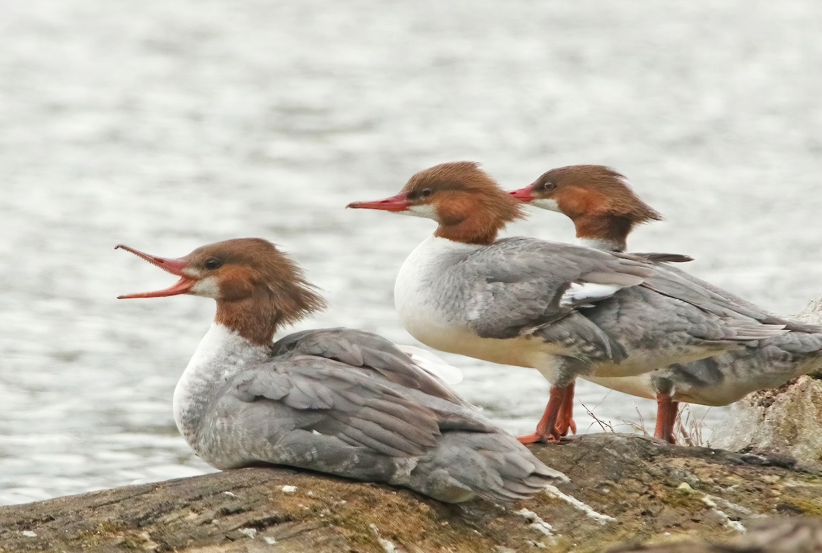 Common Merganser - ML553993571