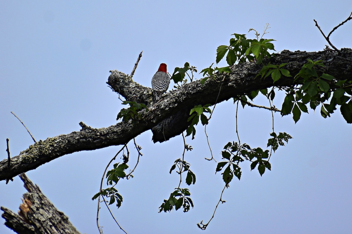 Red-bellied Woodpecker - ML553993701