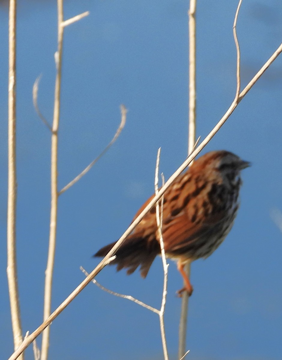 Song Sparrow - Eric Haskell