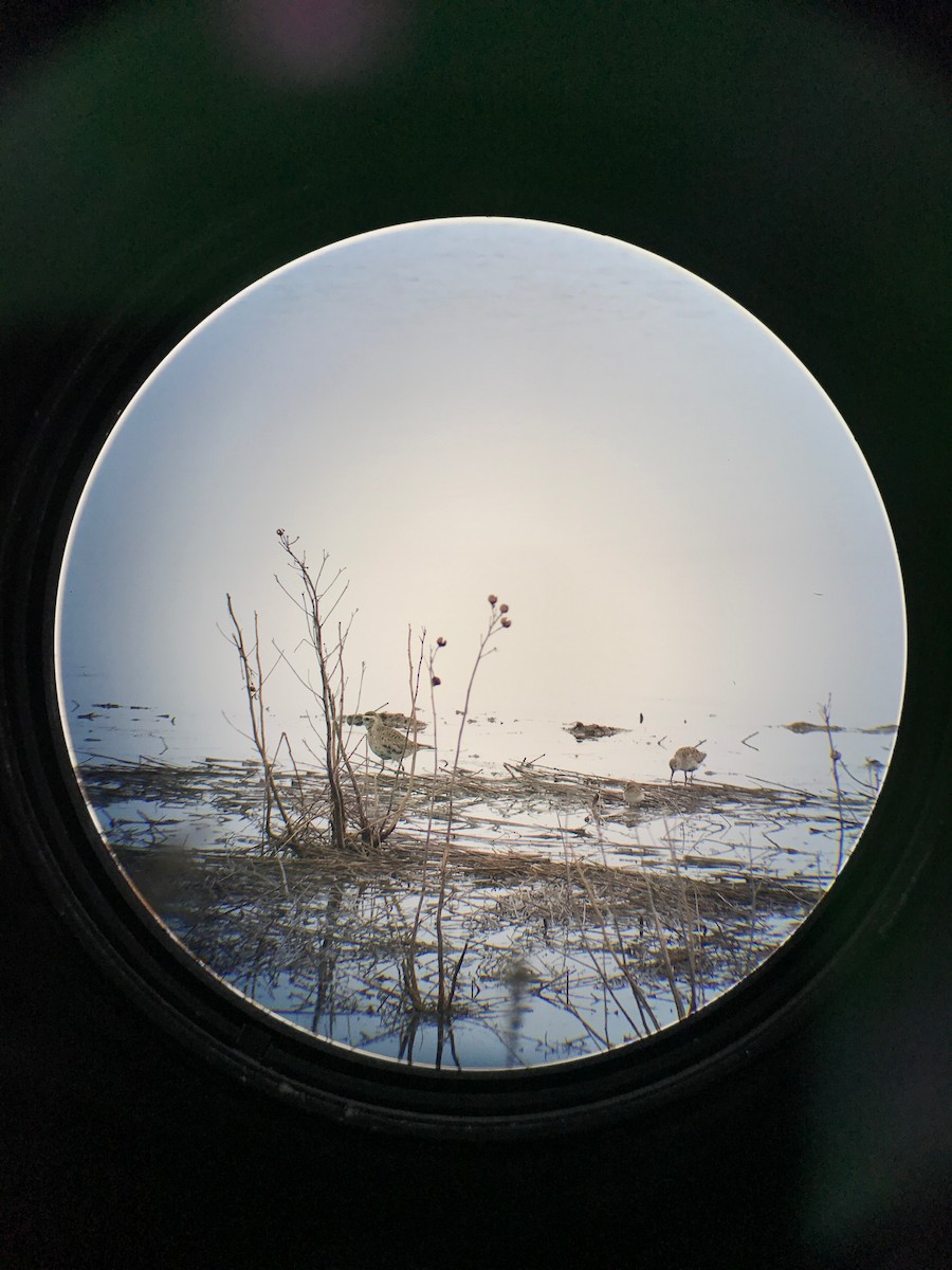 American Golden-Plover - Milton Collins