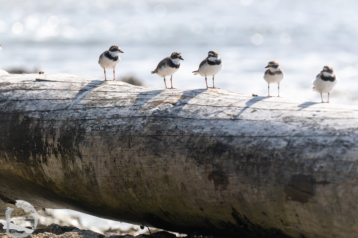 Wilson's Plover - ML553995841