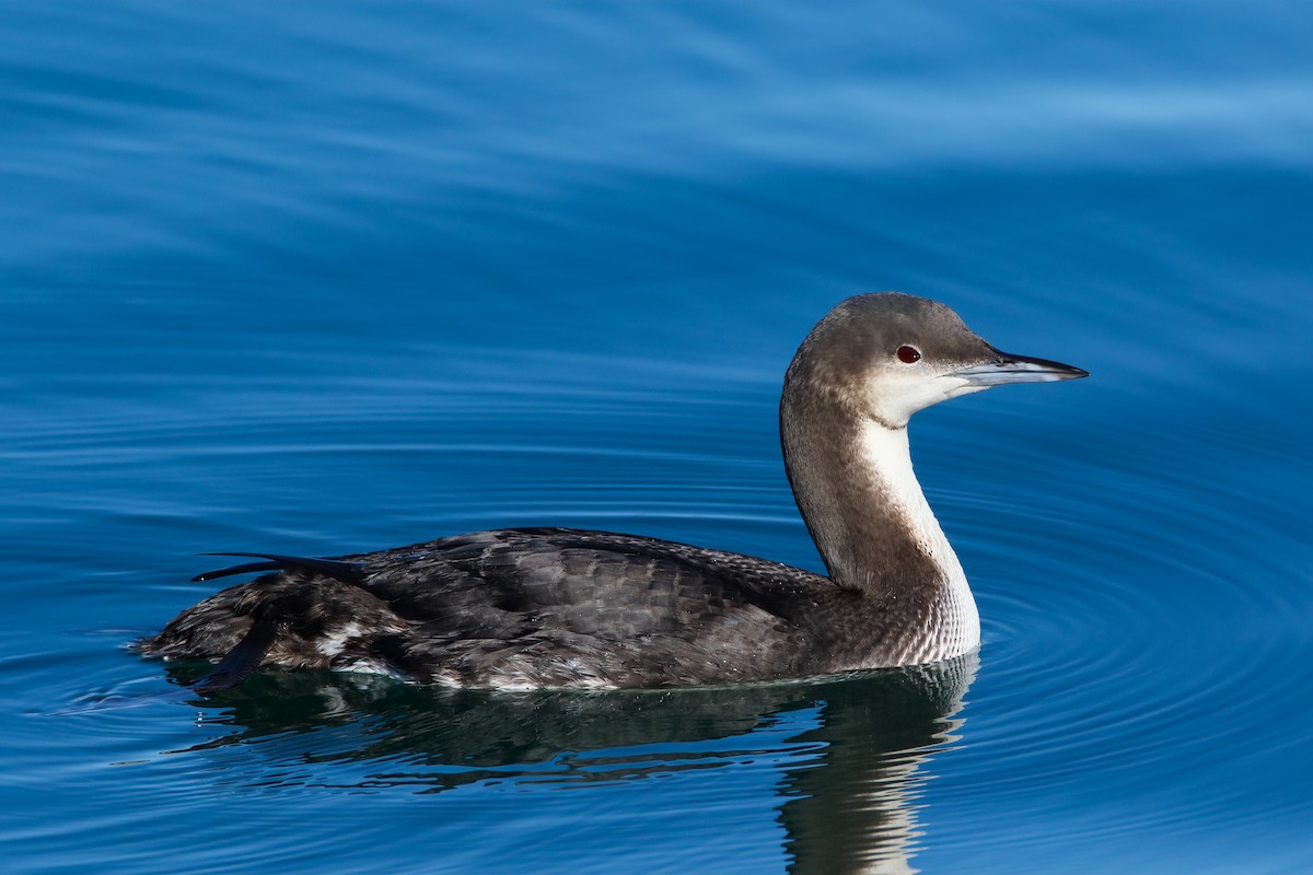 Pacific Loon - Scott Carpenter