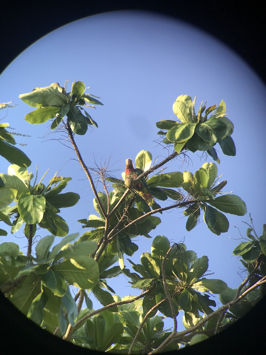 Кубинский амазон (leucocephala) - ML553996321