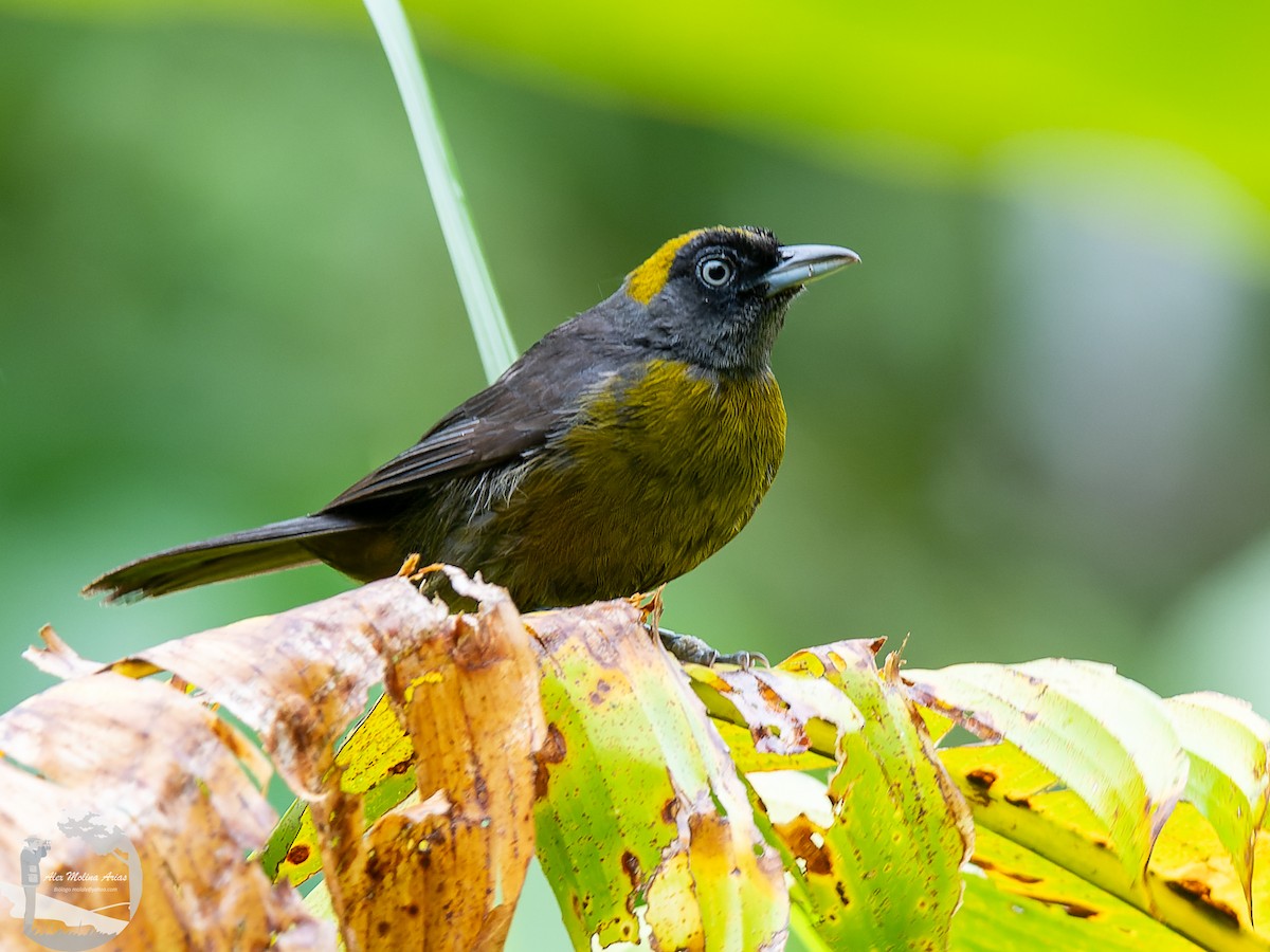 Dusky-faced Tanager - ML553996791