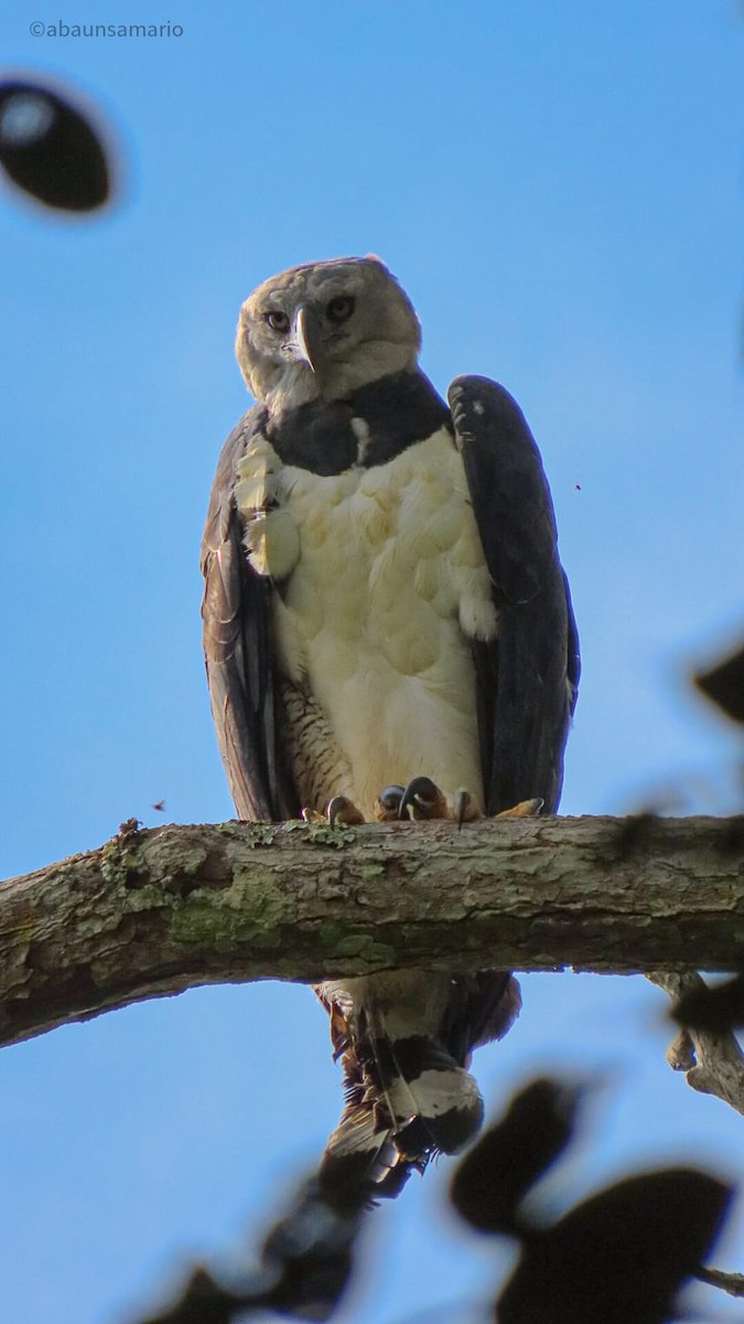 Harpy Eagle - ML553997021