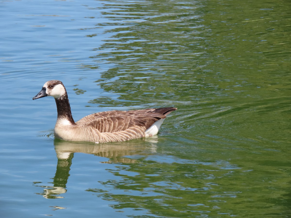 Domestic goose sp. x Canada Goose (hybrid) - ML553997321