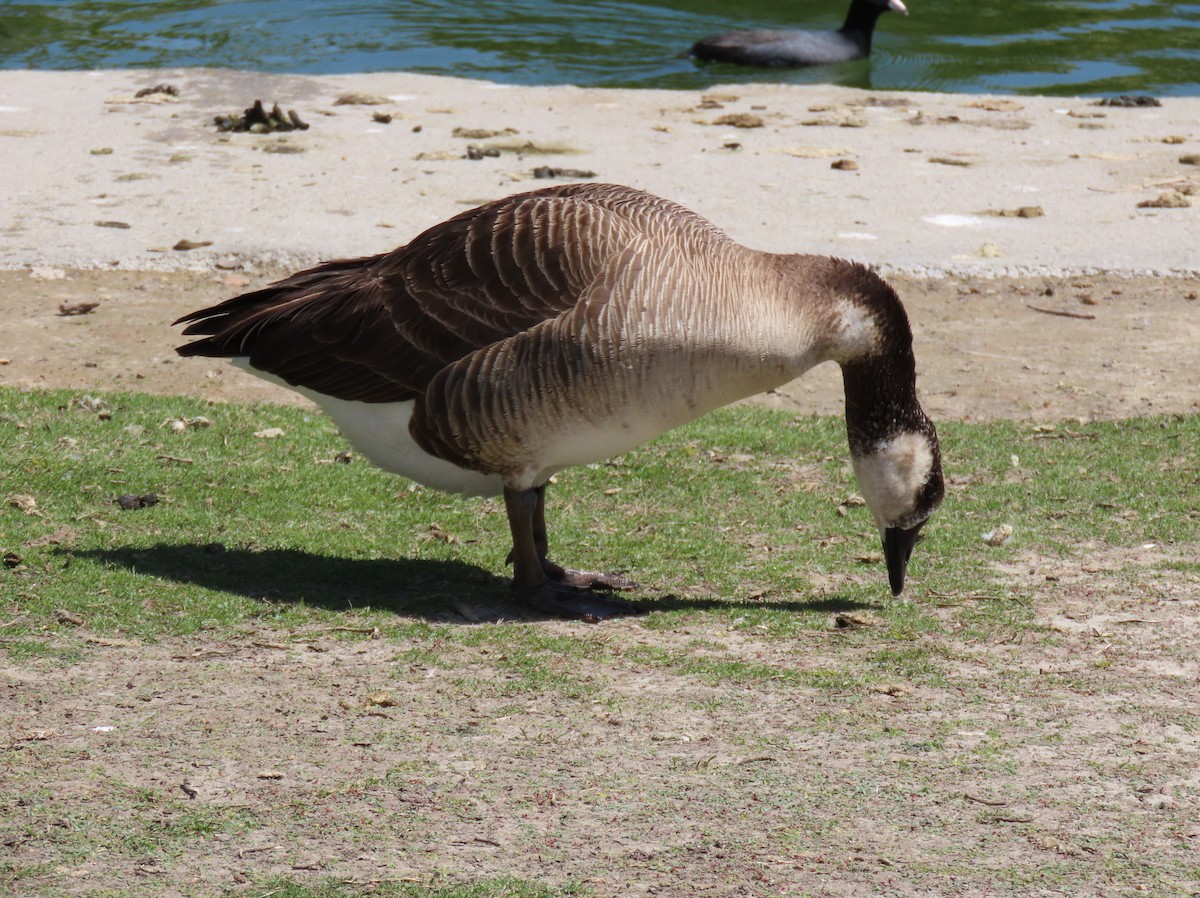 Domestic goose sp. x Canada Goose (hybrid) - ML553997331