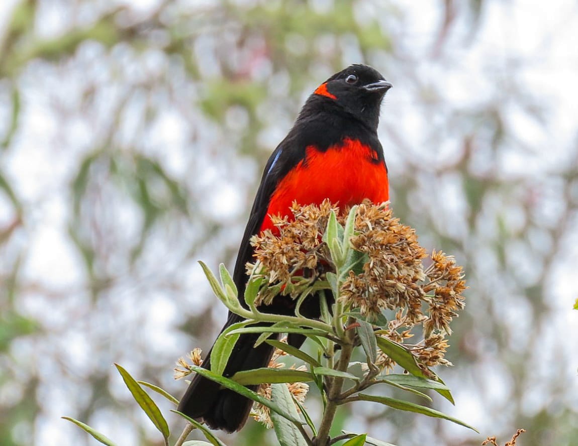 Scarlet-bellied Mountain Tanager - ML553998851