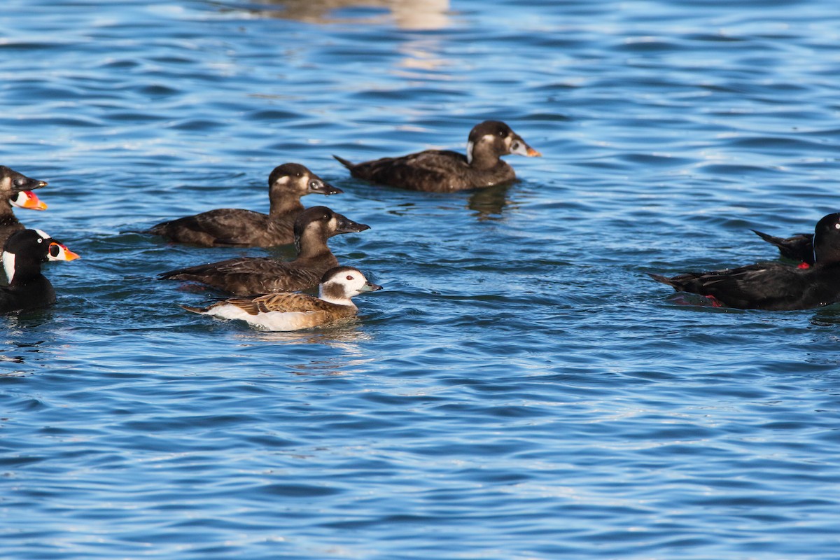 Long-tailed Duck - ML553999011