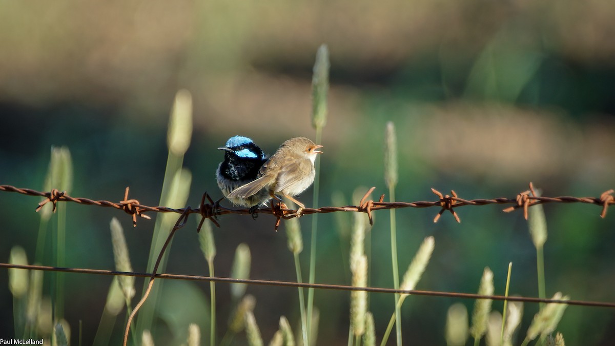 Superb Fairywren - ML553999031