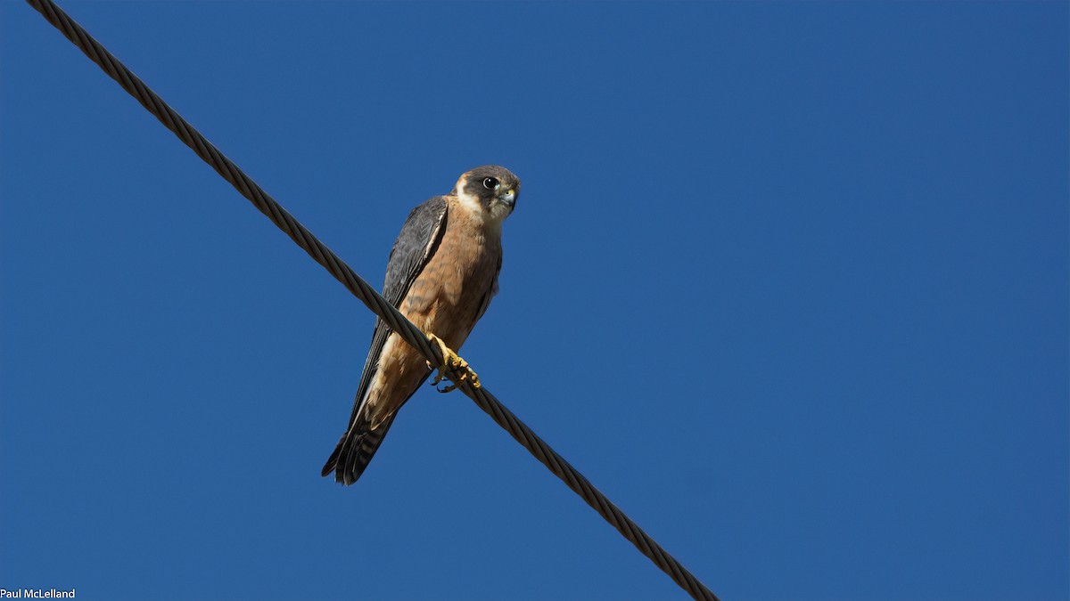 Australian Hobby - ML553999411