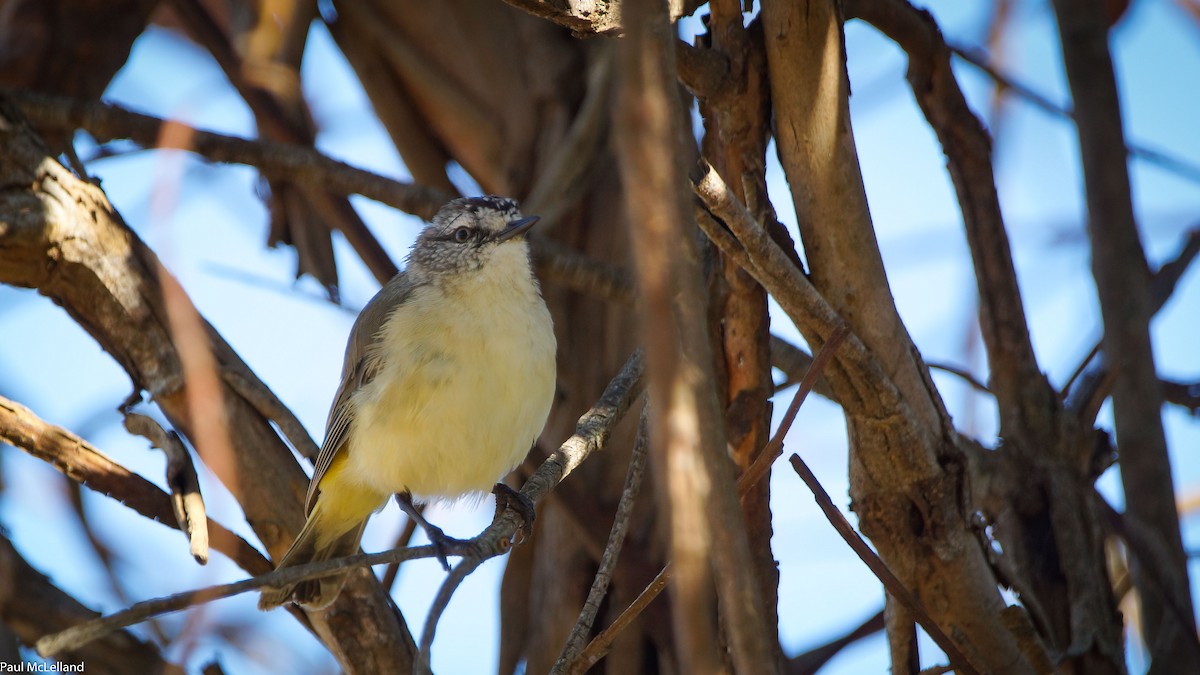 Yellow-rumped Thornbill - ML553999661