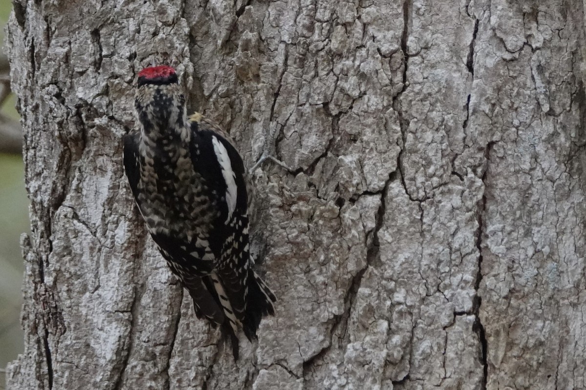 Yellow-bellied Sapsucker - ML554000881
