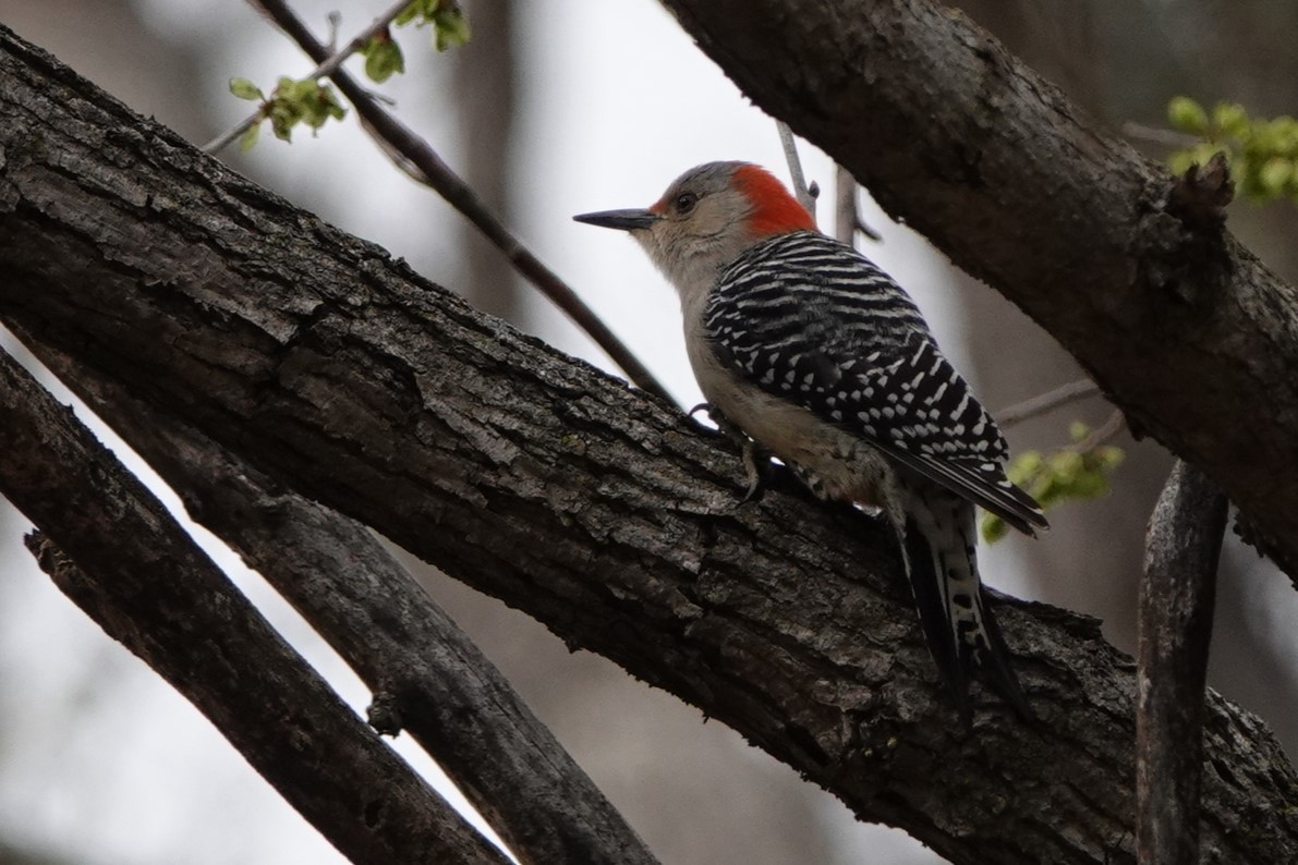 Red-bellied Woodpecker - ML554001081