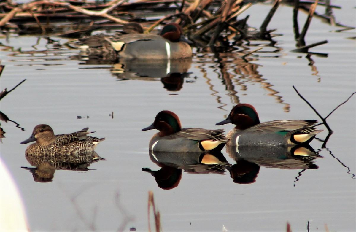 Green-winged Teal - ML554001401