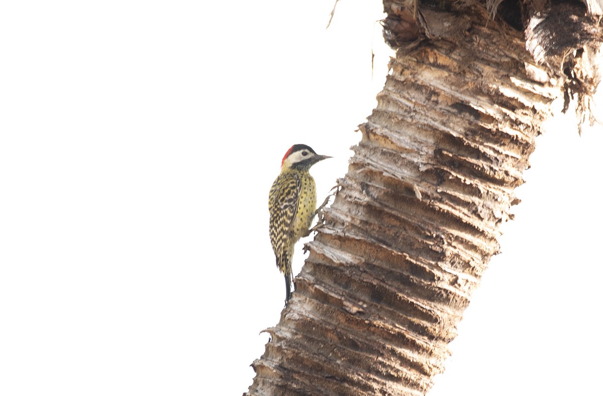 Green-barred Woodpecker - ML554002691