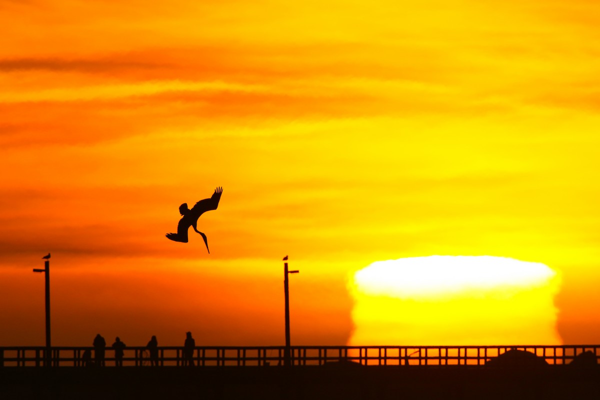 Brown Pelican - Scott Carpenter