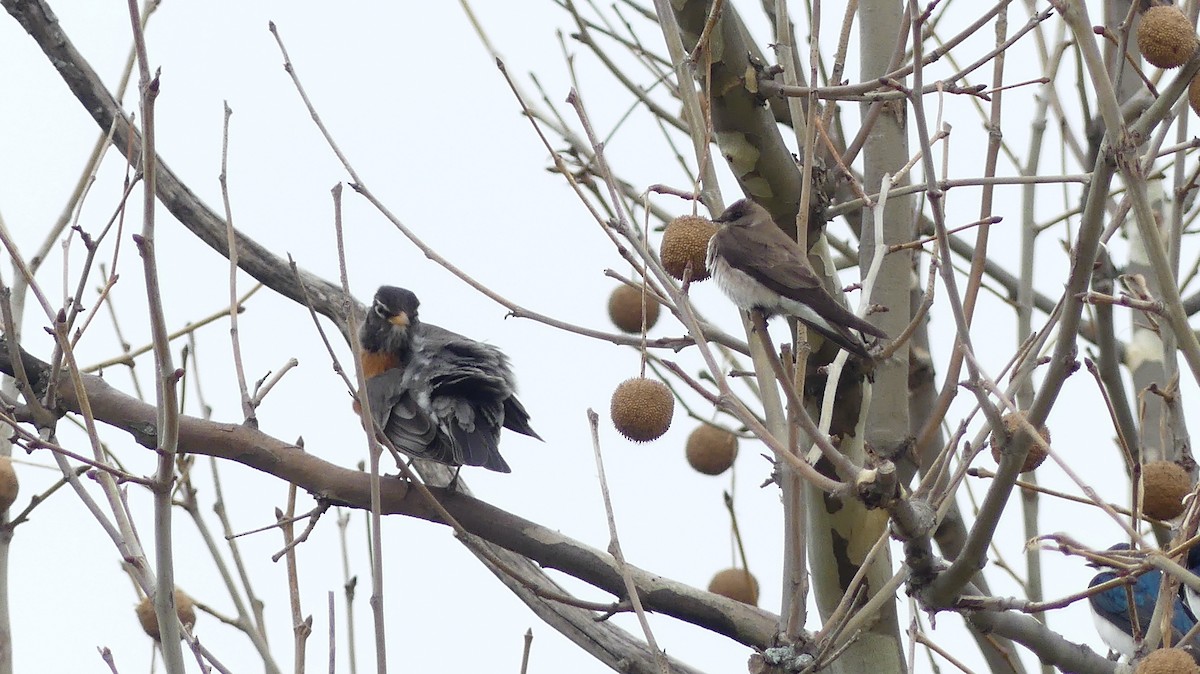 Hirondelle à ailes hérissées - ML554004291