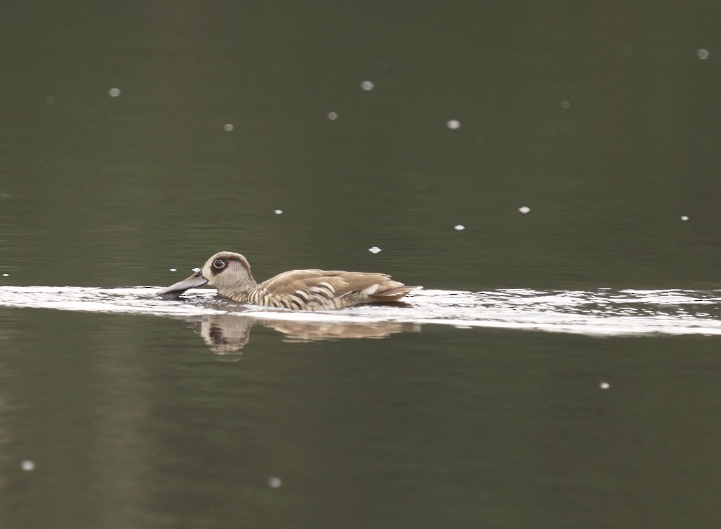Pink-eared Duck - ML554004301