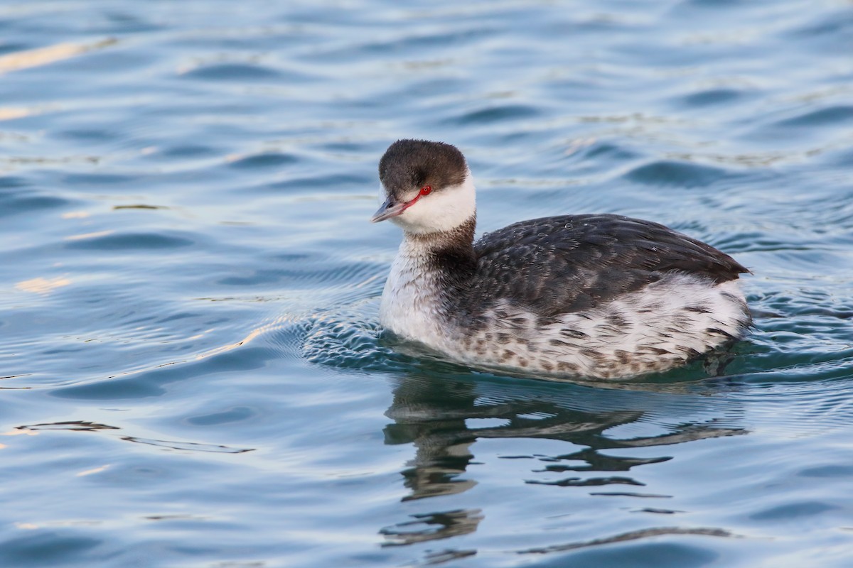 Horned Grebe - Scott Carpenter