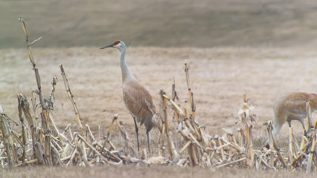 Орог тогоруу - ML554005241