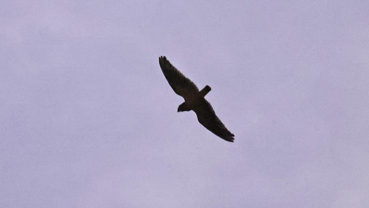 Short-tailed Nighthawk - Paul Chapman