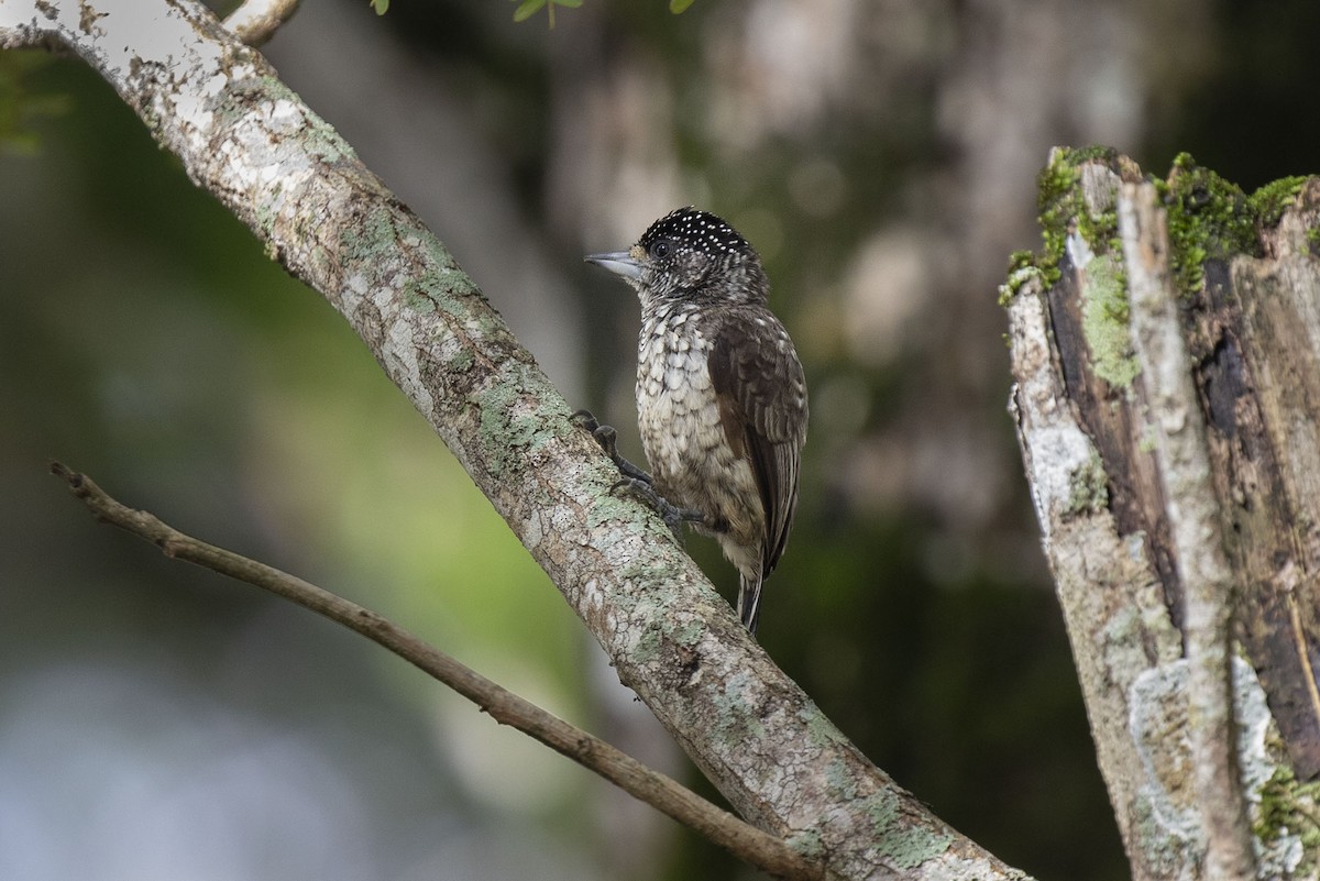 Arrowhead Piculet - ML554008351