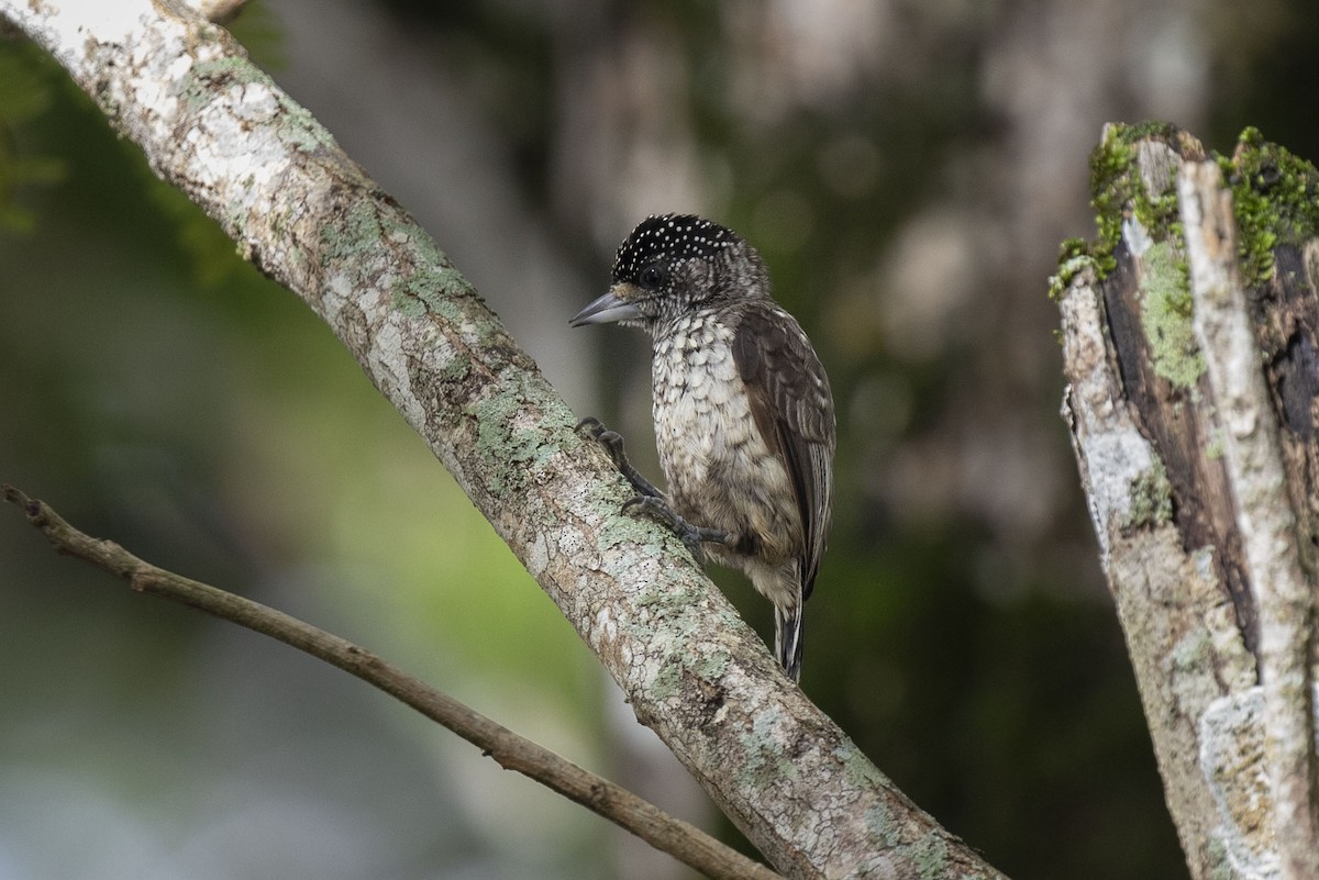 Arrowhead Piculet - Kristof Zyskowski