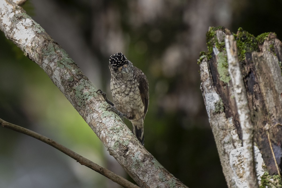 Arrowhead Piculet - ML554008501