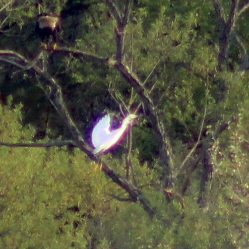 Snowy Egret - ML554008851